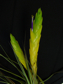 Tillandsia flavobracteata